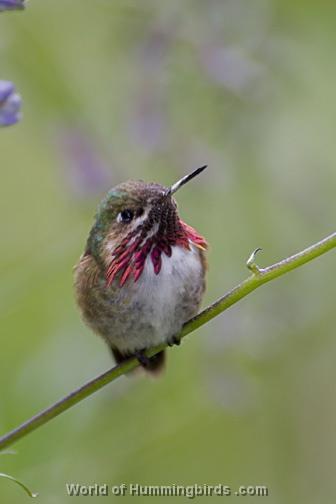 Hummingbird Garden Catalog: Calliope Hummingbird